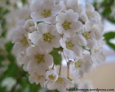 white-flowers-sig